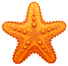 Transparent Starfish PNG Clipart Image