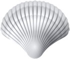 White Clam Shell PNG Clipart