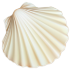 White Sea Shell PNG Clipart Image