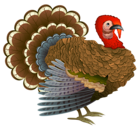 Turkey PNG Clipart