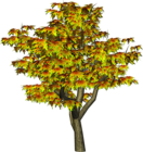 Autumn Tree PNG Tree Clipart