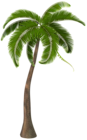 Beautiful Palm Tree PNG Clipart Image