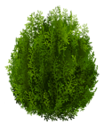 Cypress PNG Clipart Image