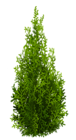 Cypress PNG Picture