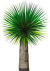 Exotic Palm Tree PNG Clip Art Image