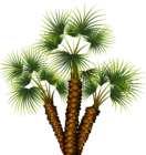 Exotic Palm Tree Transparent PNG Clip Art Image