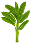 Exotic Tree PNG Image