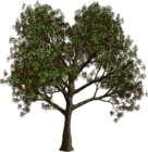 Winter Tree Transparent Clip Art​  Gallery Yopriceville - High-Quality  Free Images and Transparent PNG Clipart