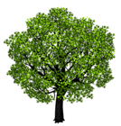 Green Maple Tree PNG Clipart Picture
