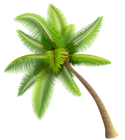 Two Palm Trees PNG Clipart Image​