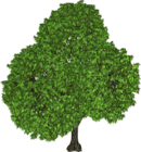 Green Tree PNG Clipart