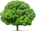 Green Tree PNG Picture