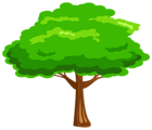 Green Tree png Image