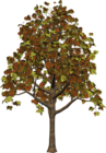 Large Fall Tree PNG Clipart
