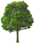 Large Green Tree PNG Picture