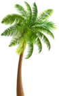 Palm PNG Clip Art