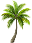 Palm PNG Clip Art Image