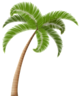 Palm PNG Clip Art Transparent Image