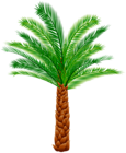 Palm PNG Clipart Image