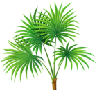 Palm Plant Transparent PNG Clip Art