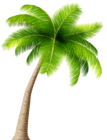 Palm Transparent PNG Image