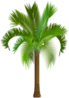 Palm Tree Clip Art PNG Image
