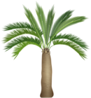 Palm Tree PNG Clip Art Image