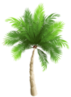 Palm Tree PNG Clipart Image