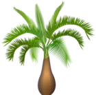 Palm Tree Plant PNG Clip Art Image