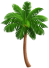 Palm Tree Realistic PNG Transparent Clipart