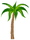 Palm Tree Transparent Picture