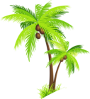 Palm Tree with Coconuts PNG Clipart Picture