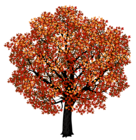 Red Maple Tree PNG Clipart Picture