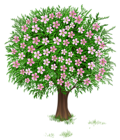 Spring Tree Transparent PNG Clipart Picture
