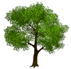 Transparent Green Tree Clipart Picture