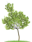 Transparent Green Tree PNG Clipart
