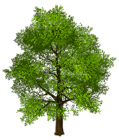 Transparent Green Tree PNG Picture