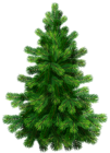 Transparent Pine Tree PNG Clipart Picture