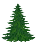 Transparent Pine Tree PNG Picture