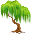 Willow Tree Transparent PNG Clip Art Image