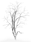 Winter Snowy Tree PNG Picture