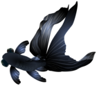 Black Goldfish PNG Transparent Clip Art Image
