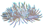 Coral Transparent PNG Clip Art Image