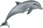 Dolphin PNG Clipart