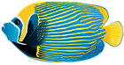 Emperor Angelfish PNG Transparent Clip Art Image