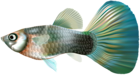 Female Guppy Fish PNG Clip Art