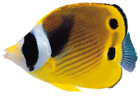 Fish Clip Art PNG Image