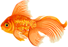 Gold Fish Clip Art PNG Transparent Image