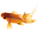 Goldfish PNG Transparent Clip Art Image