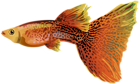 Guppy PNG Free Clip Art Image